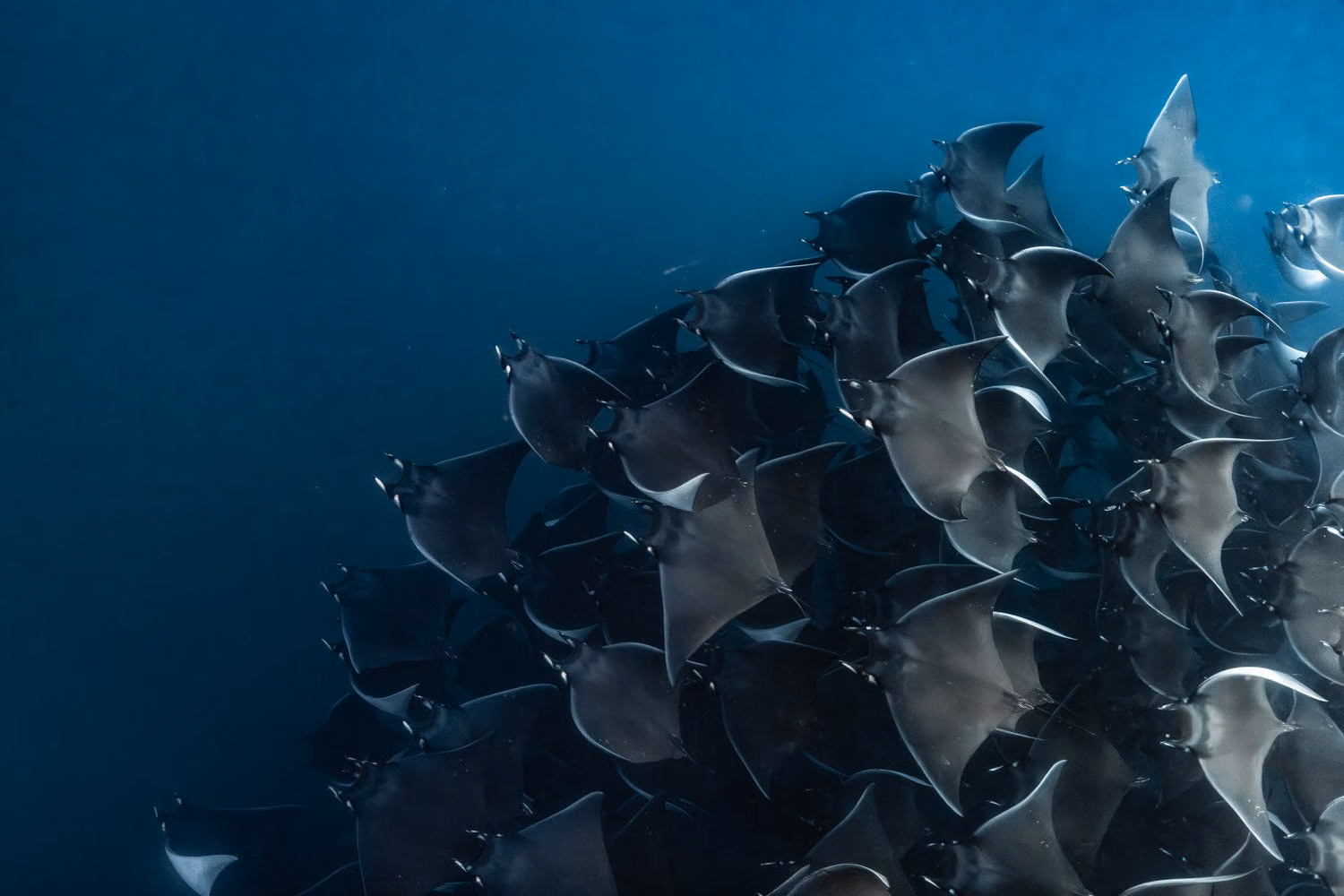 A dense school of mobula rays gliding together in deep blue water